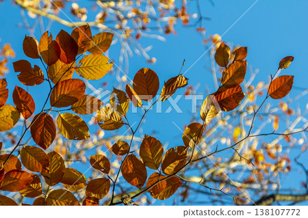 Autumn coloured beech leaves on a grey background in a forest. Autumn nature 138107772