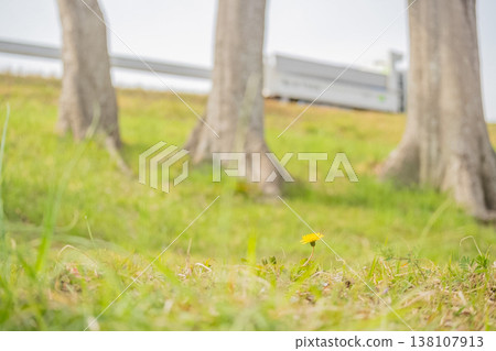 "Park" (March) [Material] Dandelions blooming conspicuously in the corner of a park where cars pass by - a sign of spring - cherry blossoms in bloom 138107913