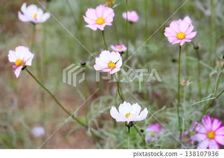 cute cosmos flowers cute cosmos flowers 138107936
