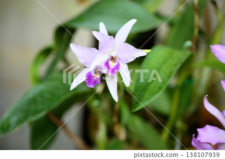 Splendid Cattleya flowers Splendid Cattleya flowers 138107939