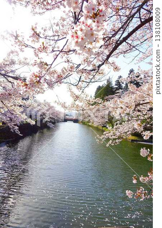 Cherry blossoms in full bloom, Hanaikada, Matsugasaki Park, Sakura, Yoshino cherry blossoms Cherry blossoms in full bloom, Hanaikada, Matsugasaki Park, Sakura, Yoshino cherry blossoms 138108009