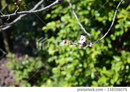 Insects that feed on blooming cherry blossoms Insects that feed on blooming cherry blossoms 138108079