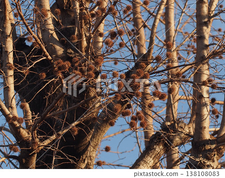 A Taiwanese maple tree (a branch of a Taiwanese sweetgum tree bearing fruit) bathed in winter sunlight. A Taiwanese maple tree (a branch of a Taiwanese sweetgum tree bearing fruit) bathed in winter sunlight. 138108083