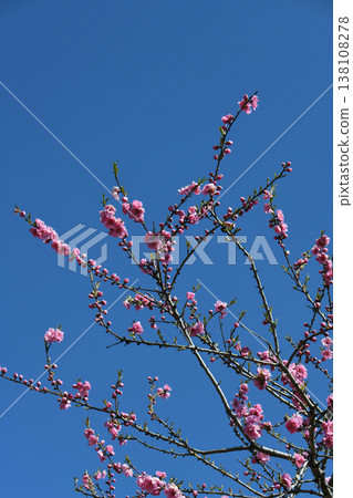 Peach blossoms Peach blossoms 138108278