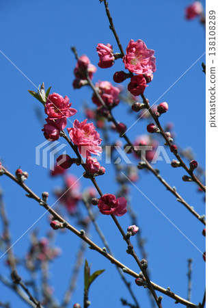  Peach blossoms 138108289