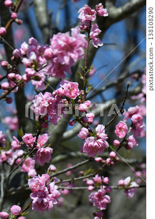 桃花 桃花 138108290