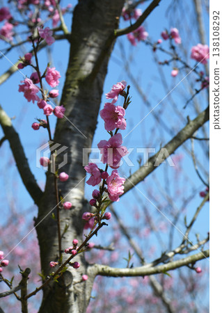  Peach blossoms 138108292