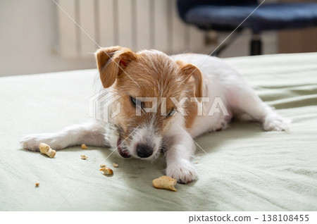 Jack Russell terrier puppy eating snack on bed. Small dog chewing treat on blanket. 138108455