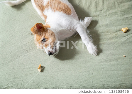 Small Jack Russell terrier dog lying on bed with cookie crumb. Small Jack Russell terrier dog lying on bed with cookie crumb. 138108456