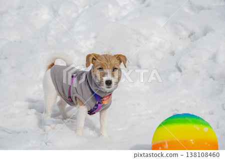 Jack Russell Terrier dog wearing grey fleece sweater standing on snow during winter. 138108460