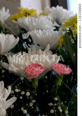 菊花 菊花 138108668