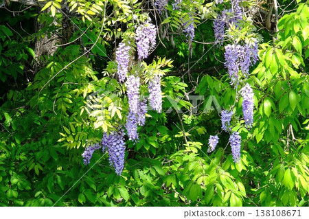 {Kanagawa Prefecture} Wild wisteria blossoms stand out against the fresh green leaves. {Kanagawa Prefecture} Wild wisteria blossoms stand out against the fresh green leaves. 138108671