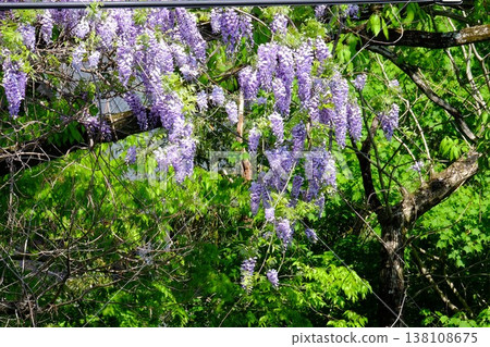 {Kanagawa Prefecture} Wild wisteria flowers entwined around an old tree 138108675