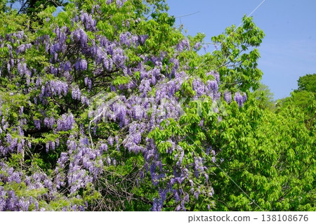 {Kanagawa Prefecture} Wild wisteria shining brightly amidst the fresh greenery {Kanagawa Prefecture} Wild wisteria shining brightly amidst the fresh greenery 138108676