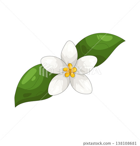 Illustration of jasmine  138108681
