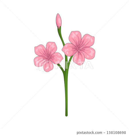 Illustration of pink flower Illustration of pink flower 138108698