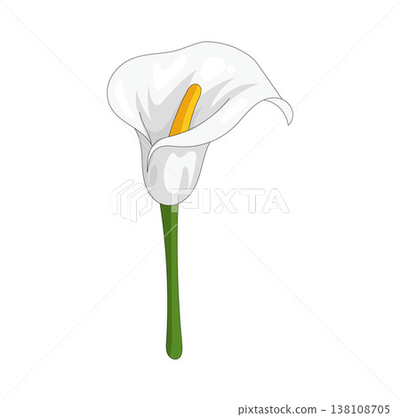 Illustration of calla lily  138108705