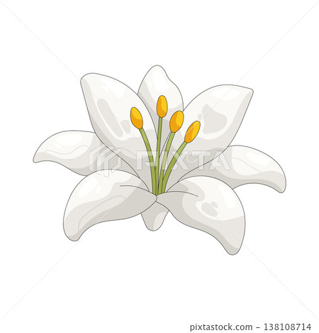 Illustration of white lily flower Illustration of white lily flower 138108714