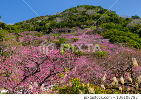 Motobu Town, Kunigami District, Okinawa Prefecture A mountain of Ryukyu Kanhizakura cherry blossoms near the summit of Mt. Yaedake, where the Motobu Yaedake Cherry Blossom Festival is held Motobu Town, Kunigami District, Okinawa Prefecture A mountain of Ryukyu Kanhizakura cherry blossoms near the summit of Mt. Yaedake, where the Motobu Yaedake Cherry Blossom Festival is held 138108788