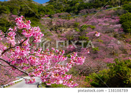 Motobu Town, Kunigami District, Okinawa Prefecture A mountain of Ryukyu Kanhizakura cherry blossoms near the summit of Mt. Yaedake, where the Motobu Yaedake Cherry Blossom Festival is held 138108789
