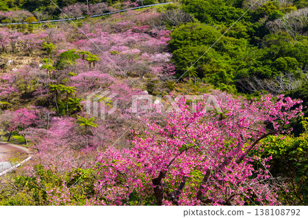 Motobu Town, Kunigami District, Okinawa Prefecture A mountain of Ryukyu Kanhizakura cherry blossoms near the summit of Mt. Yaedake, where the Motobu Yaedake Cherry Blossom Festival is held 138108792