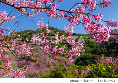 Motobu Town, Kunigami District, Okinawa Prefecture A mountain of Ryukyu Kanhizakura cherry blossoms near the summit of Mt. Yaedake, where the Motobu Yaedake Cherry Blossom Festival is held 138108793