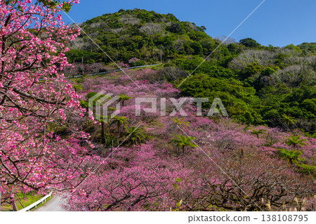 Motobu Town, Kunigami District, Okinawa Prefecture A mountain of Ryukyu Kanhizakura cherry blossoms near the summit of Mt. Yaedake, where the Motobu Yaedake Cherry Blossom Festival is held Motobu Town, Kunigami District, Okinawa Prefecture A mountain of Ryukyu Kanhizakura cherry blossoms near the summit of Mt. Yaedake, where the Motobu Yaedake Cherry Blossom Festival is held 138108795