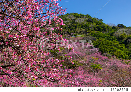 沖繩縣國頭郡本部町八重嶽山頂附近的琉球寒緋櫻花山,也是本部八重岳櫻花節的舉辦地 沖繩縣國頭郡本部町八重嶽山頂附近的琉球寒緋櫻花山,也是本部八重岳櫻花節的舉辦地 138108796