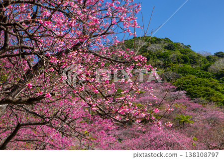 沖繩縣國頭郡本部町八重嶽山頂附近的琉球寒緋櫻花山，也是本部八重岳櫻花節的舉辦地 138108797