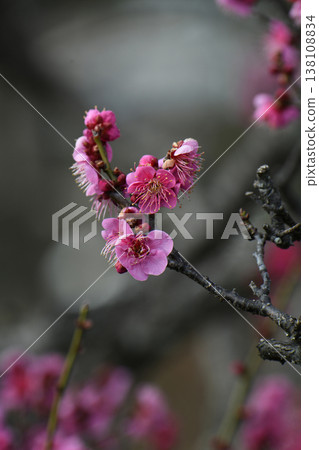  桃花 138108834