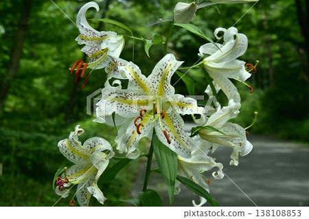 Wild lilies blooming in Musashi Kyuryo Forest Park Wild lilies blooming in Musashi Kyuryo Forest Park 138108853