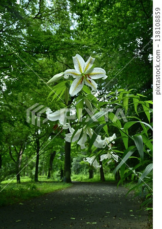 Wild lilies blooming in Musashi Kyuryo Forest Park Wild lilies blooming in Musashi Kyuryo Forest Park 138108859