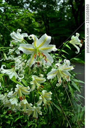 Wild lilies blooming in Musashi Kyuryo Forest Park Wild lilies blooming in Musashi Kyuryo Forest Park 138108860