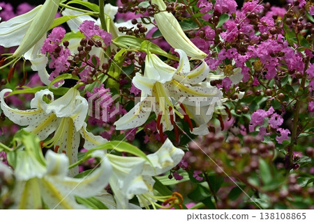 Lilies blooming among the crape myrtle blossoms in Musashi Hills Forest Park Lilies blooming among the crape myrtle blossoms in Musashi Hills Forest Park 138108865