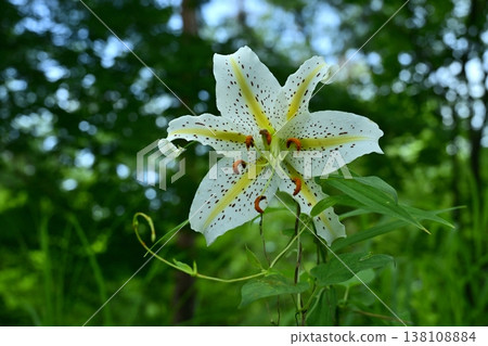 Wild lilies blooming in Musashi Kyuryo Forest Park Wild lilies blooming in Musashi Kyuryo Forest Park 138108884