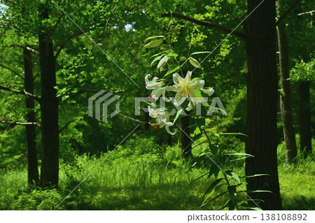 Wild lilies blooming in Musashi Kyuryo Forest Park 138108892