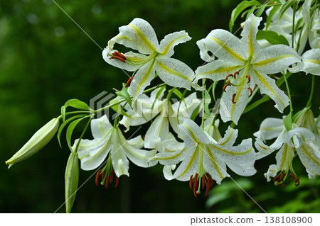 Wild lilies blooming in Musashi Kyuryo Forest Park Wild lilies blooming in Musashi Kyuryo Forest Park 138108900