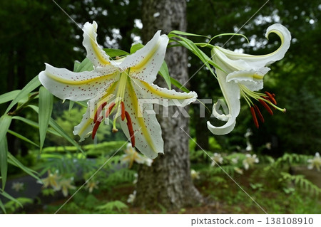 Wild lilies blooming in Musashi Kyuryo Forest Park Wild lilies blooming in Musashi Kyuryo Forest Park 138108910