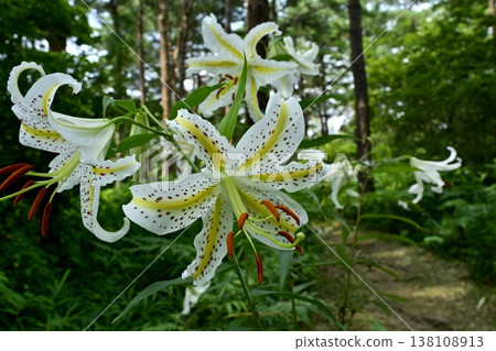 Wild lilies blooming in Musashi Kyuryo Forest Park Wild lilies blooming in Musashi Kyuryo Forest Park 138108913