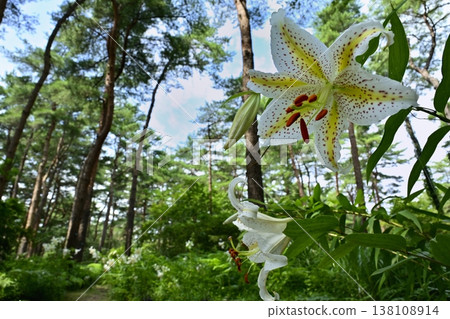 Wild lilies blooming in Musashi Kyuryo Forest Park Wild lilies blooming in Musashi Kyuryo Forest Park 138108914