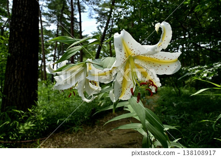 Wild lilies blooming in Musashi Kyuryo Forest Park Wild lilies blooming in Musashi Kyuryo Forest Park 138108917