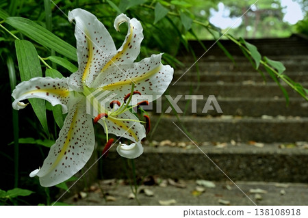 Wild lilies blooming in Musashi Kyuryo Forest Park Wild lilies blooming in Musashi Kyuryo Forest Park 138108918