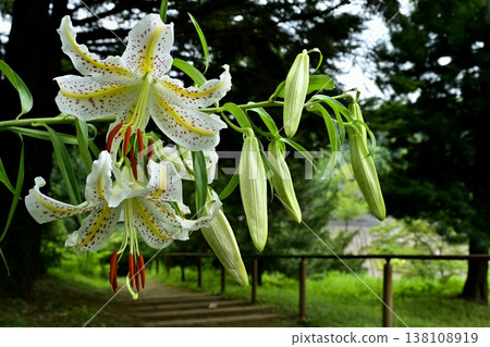 Wild lilies blooming in Musashi Kyuryo Forest Park Wild lilies blooming in Musashi Kyuryo Forest Park 138108919
