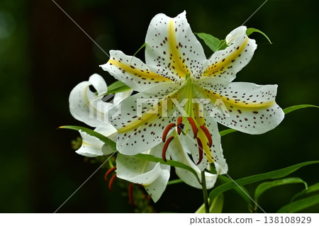 Wild lilies blooming in Musashi Kyuryo Forest Park Wild lilies blooming in Musashi Kyuryo Forest Park 138108929