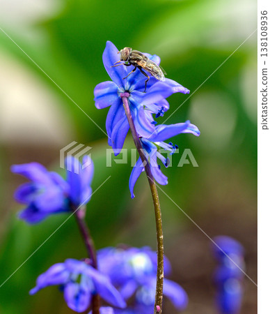 Detailed macro photo of a bluebell with a fly on its purple petals 138108936