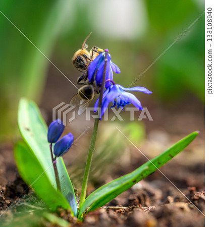 Close-up of a honeybee on a bluebell flower Close-up of a honeybee on a bluebell flower 138108940