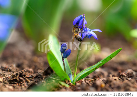 Close-up of a honey bee gathering nectar from a blue scilla flower 138108942