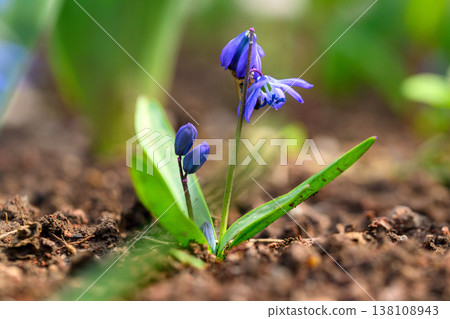 Tiny blue flower grows from soil, surrounded by green leaves 138108943