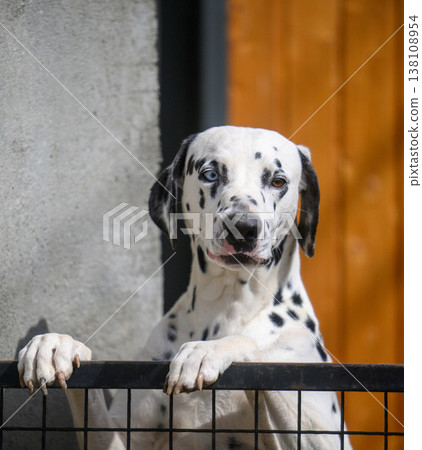 Adorable Dalmatian puppy with bright eyes rests on fence Adorable Dalmatian puppy with bright eyes rests on fence 138108954