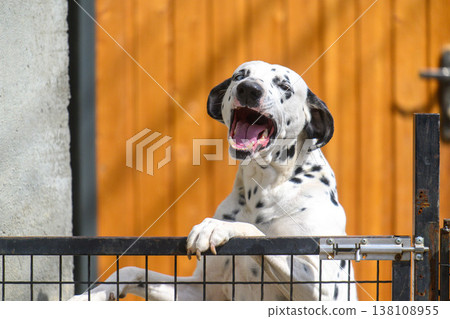 Cute Dalmatian pup peers over fence with happy, excited expression Cute Dalmatian pup peers over fence with happy, excited expression 138108955